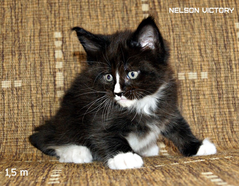 NELSON VICTORY, 1,5 месяца