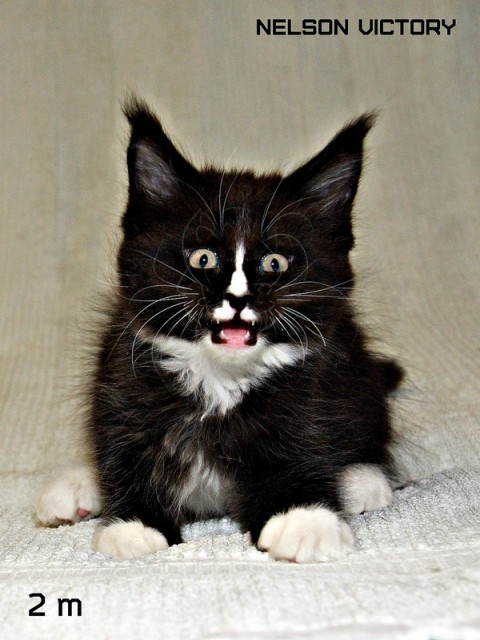 NELSON VICTORY, 2 месяца