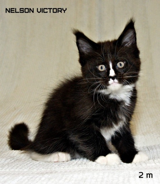 NELSON VICTORY, 2 месяца