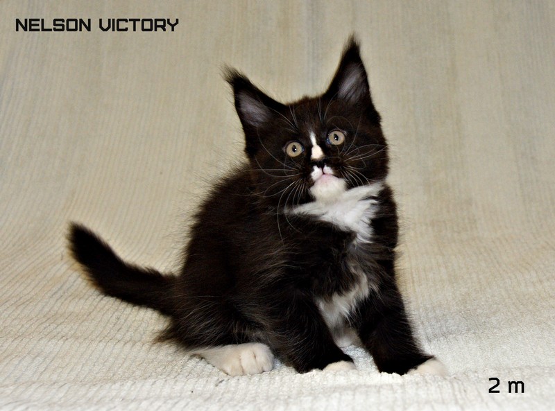 NELSON VICTORY, 2 месяца
