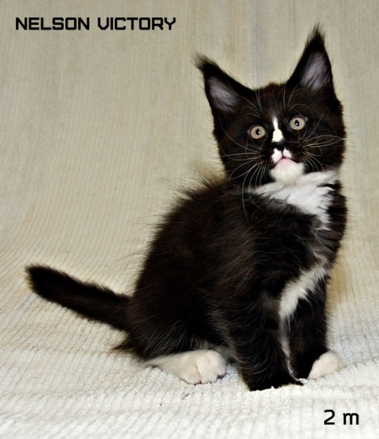 NELSON VICTORY, 2 месяца