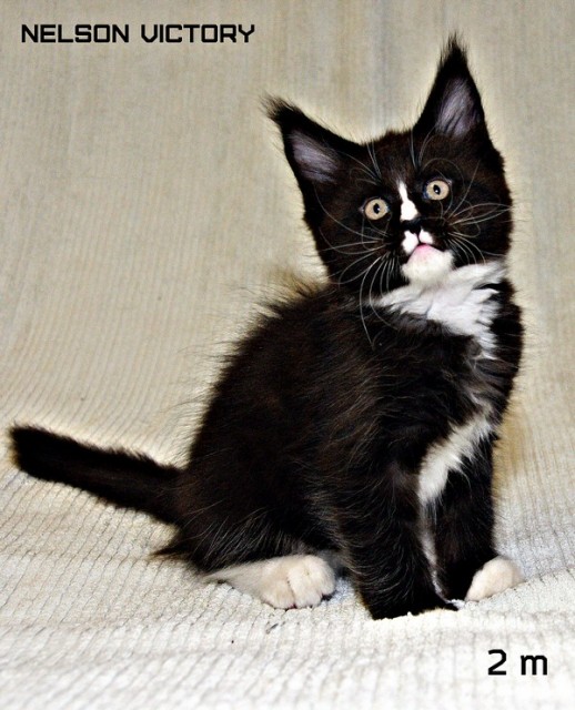 NELSON VICTORY, 2 месяца