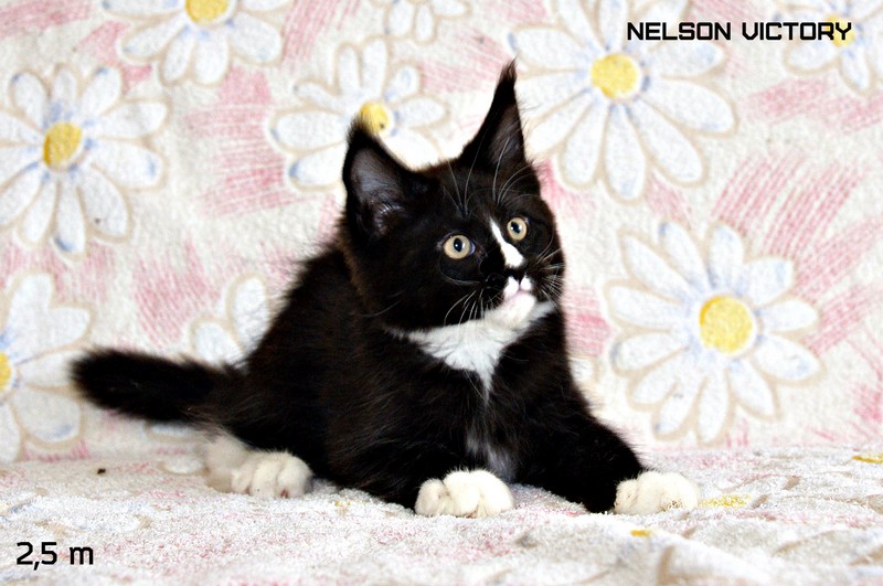 NELSON VICTORY, 2,5 месяца