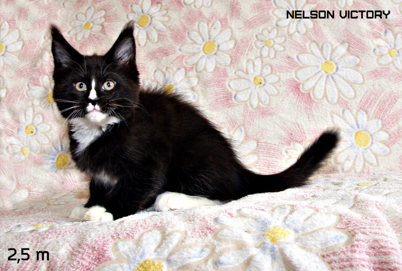 NELSON VICTORY, 2,5 месяца