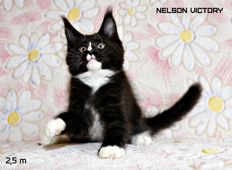 NELSON VICTORY, 2,5 месяца