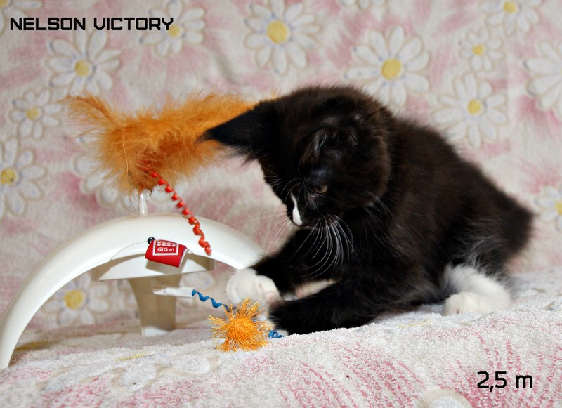 NELSON VICTORY, 2,5 месяца
