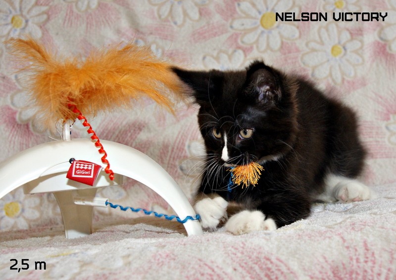 NELSON VICTORY, 2,5 месяца