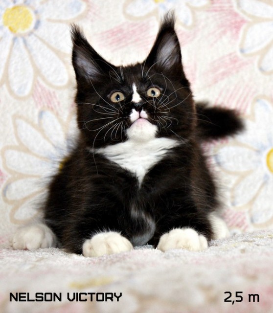 NELSON VICTORY, 2,5 месяца