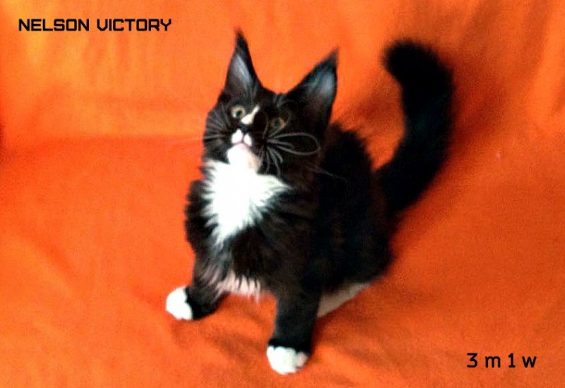 NELSON VICTORY, 3 месяца 1 неделя