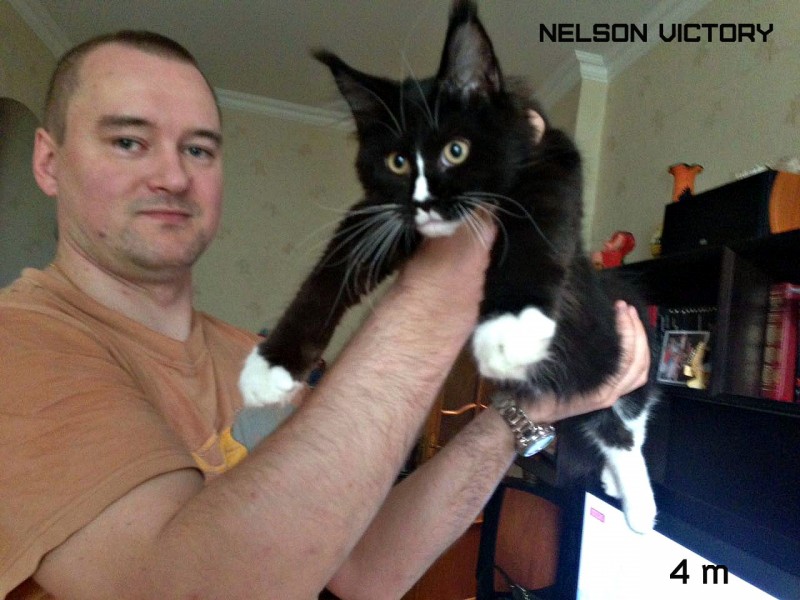 NELSON VICTORY, 4 месяца