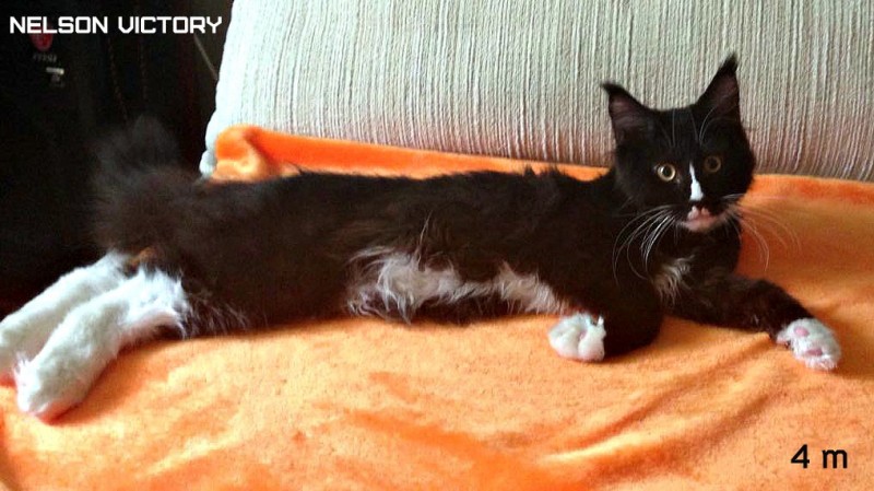 NELSON VICTORY, 4 месяца