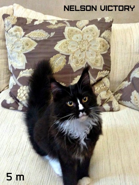 NELSON VICTORY, 5 месяцев