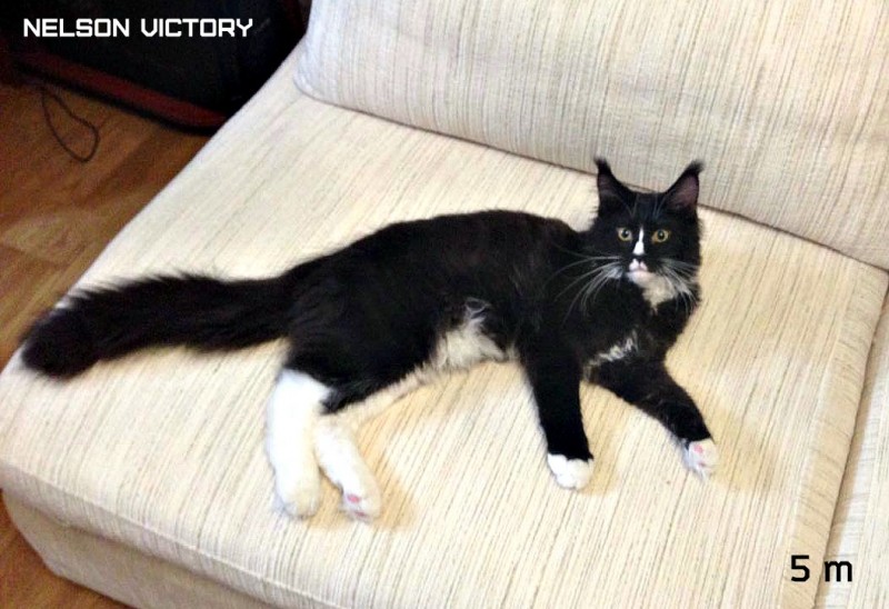 NELSON VICTORY, 5 месяцев