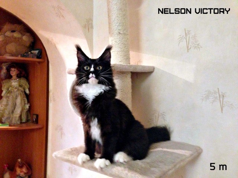 NELSON VICTORY, 5 месяцев