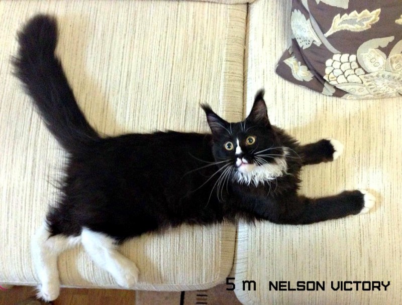 NELSON VICTORY, 5 месяцев