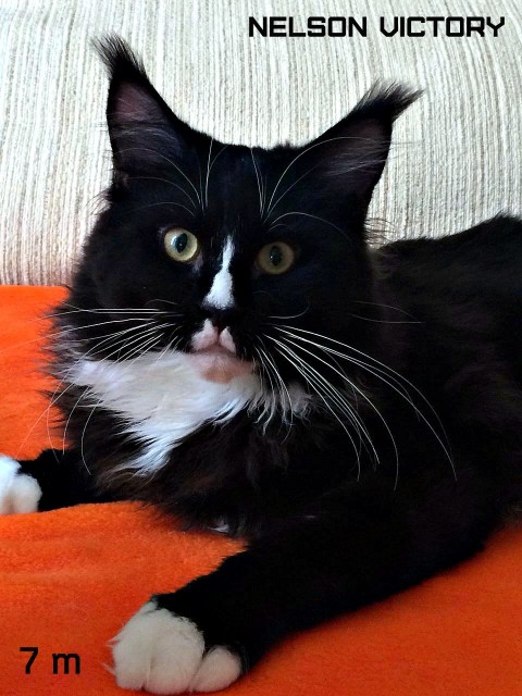 NELSON VICTORY, 7 месяцев