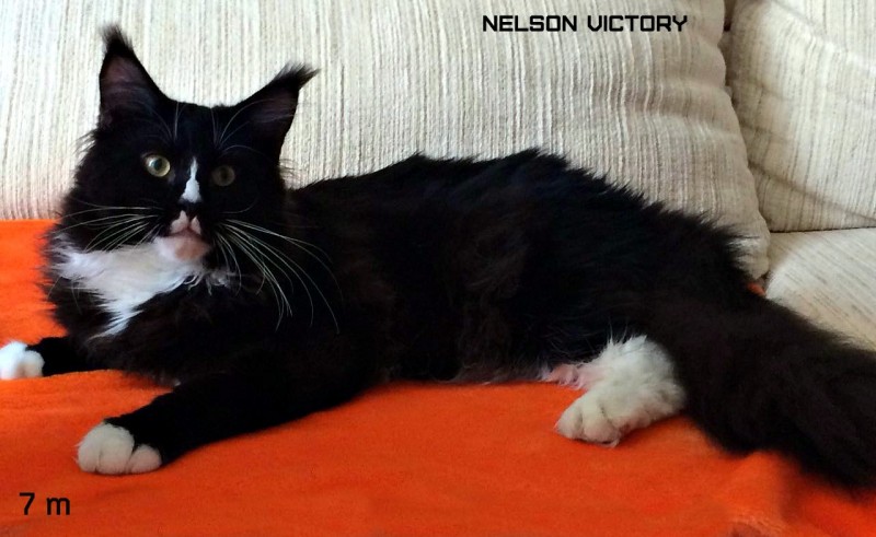 NELSON VICTORY, 7 месяцев
