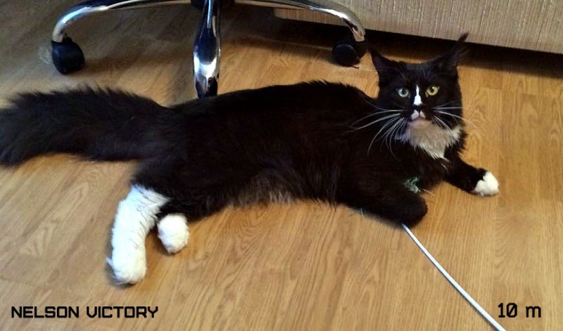 NELSON VICTORY, 10 месяцев