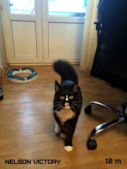 NELSON VICTORY, 10 месяцев