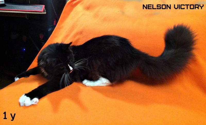 Nelson VICTORY, 12 месяцев