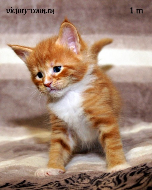 мальчик, 1 месяц, VICTORY