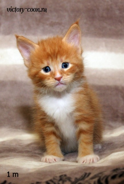 мальчик, 1 месяц, VICTORY