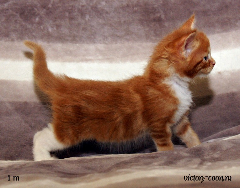 мальчик, 1 месяц, VICTORY