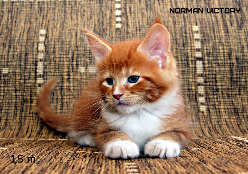 NORMAN VICTORY, 1,5 месяца