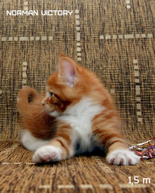 NORMAN VICTORY, 1,5 месяца