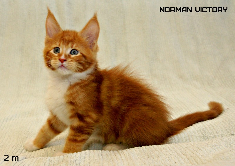 NORMAN VICTORY, 2 месяца