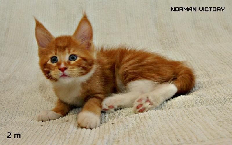 NORMAN VICTORY, 2 месяца