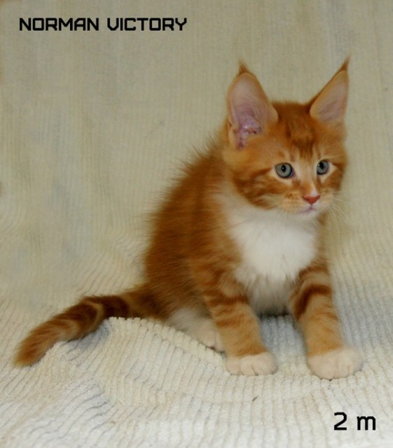NORMAN VICTORY, 2 месяца