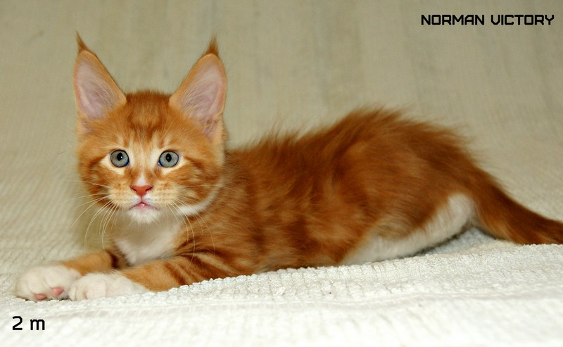 NORMAN VICTORY, 2 месяца