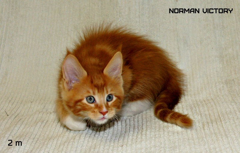 NORMAN VICTORY, 2 месяца