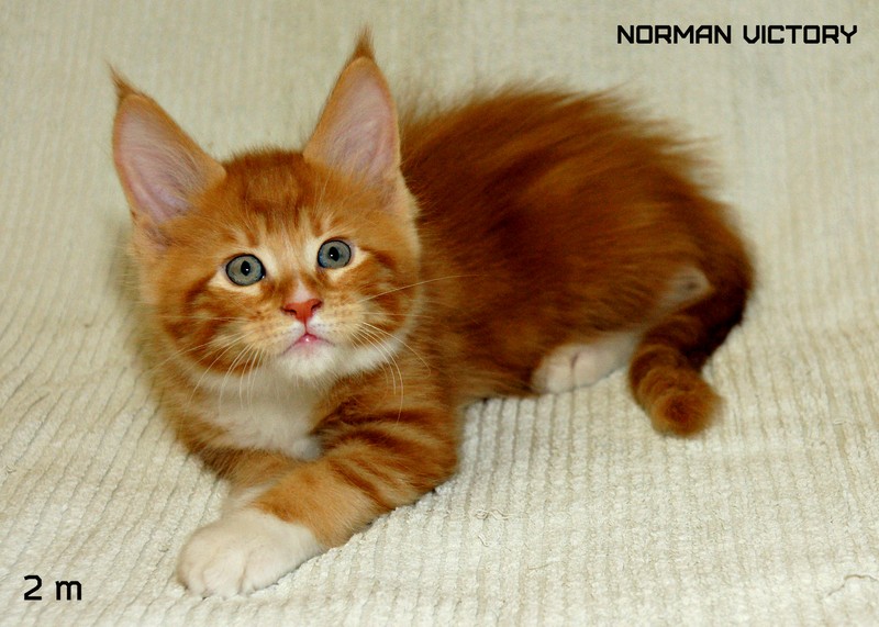 NORMAN VICTORY, 2,5 месяца