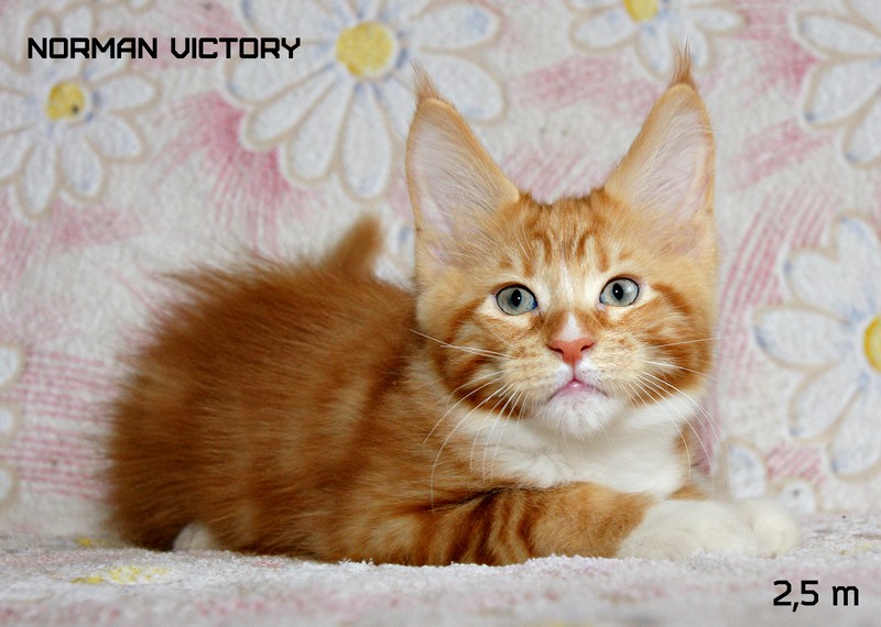 NORMAN VICTORY, 2,5 месяца