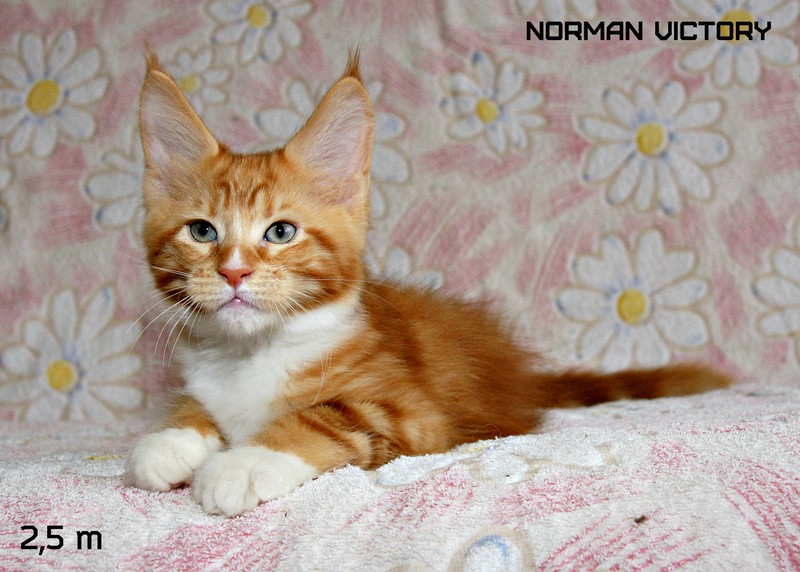 NORMAN VICTORY, 2,5 месяца