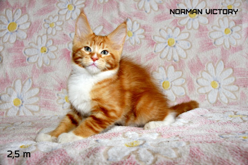 NORMAN VICTORY, 2,5 месяца