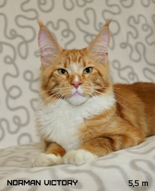 NORMAN VICTORY, 5,5 месяцев
