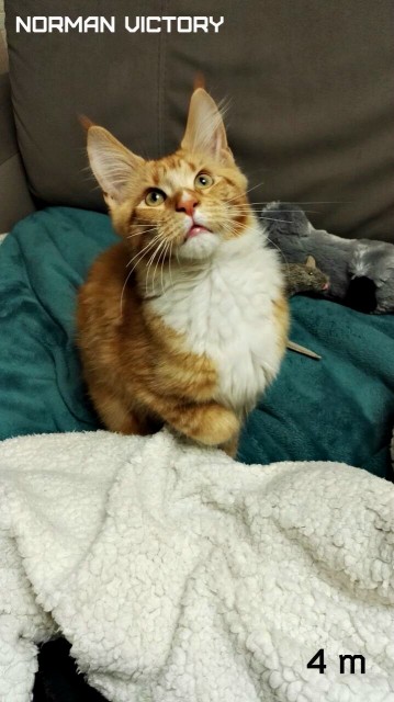 NORMAN VICTORY, 4 месяца