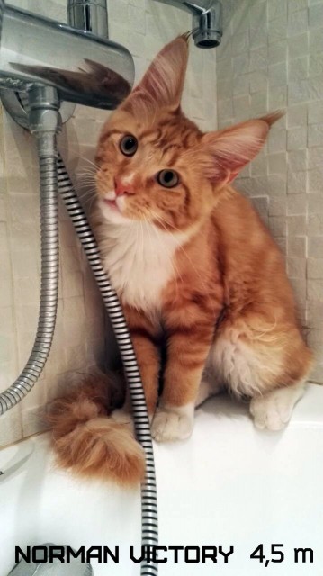 NORMAN VICTORY, 5 месяцев