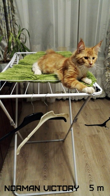 NORMAN VICTORY, 5 месяцев