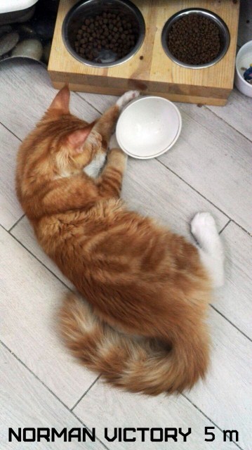 NORMAN VICTORY, 5 месяцев