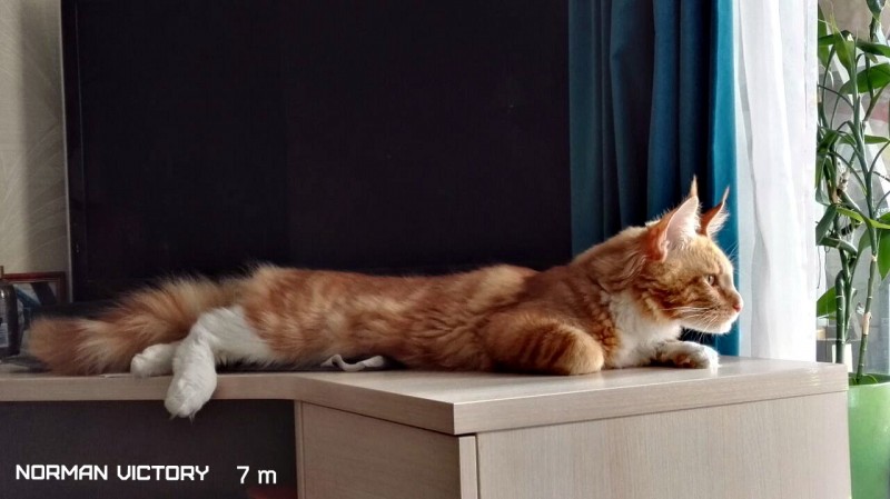 NORMAN VICTORY, 7 месяцев