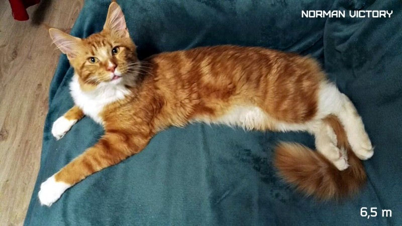NORMAN VICTORY, 6,5 месяцев