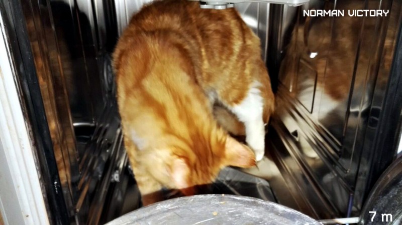 NORMAN VICTORY, 7 месяцев