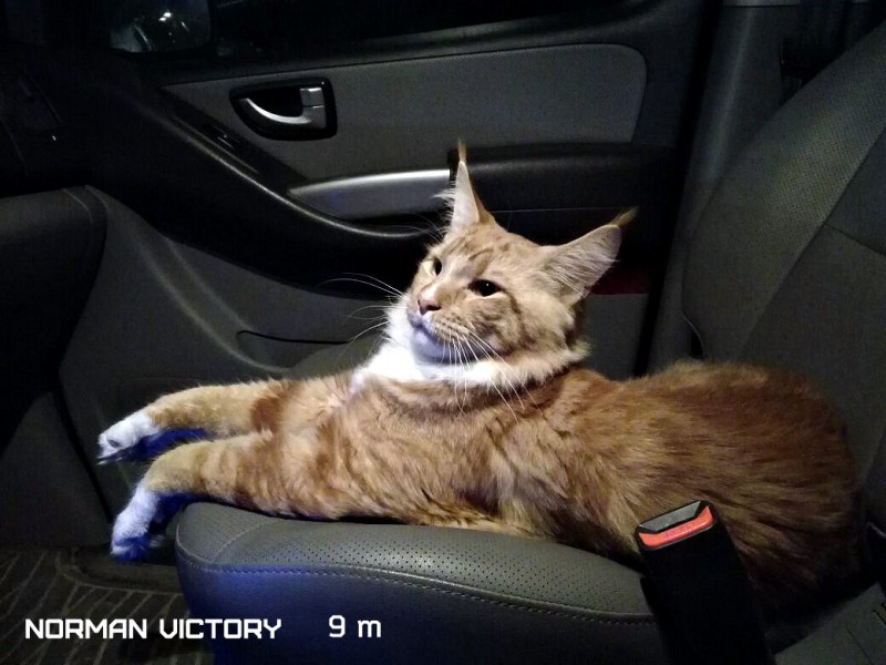 NORMAN VICTORY, 9 месяцев