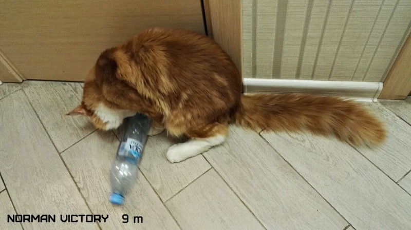 NORMAN VICTORY, 9 месяцев