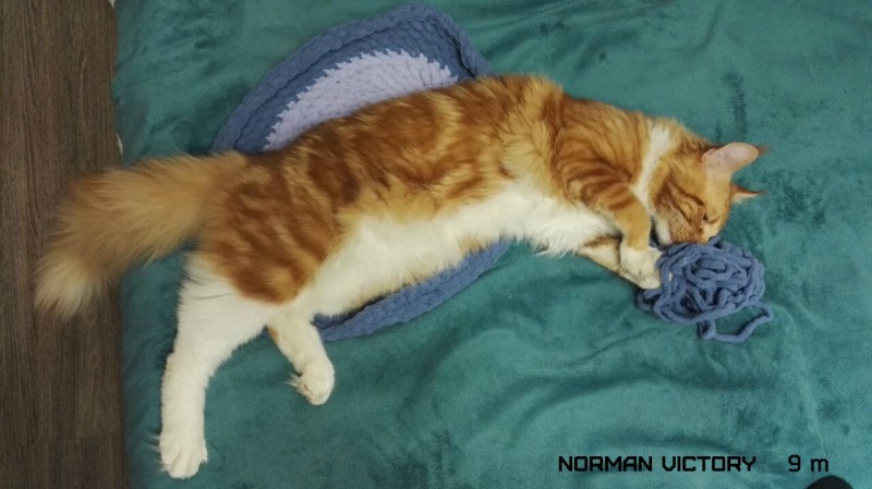 NORMAN VICTORY, 9 месяцев