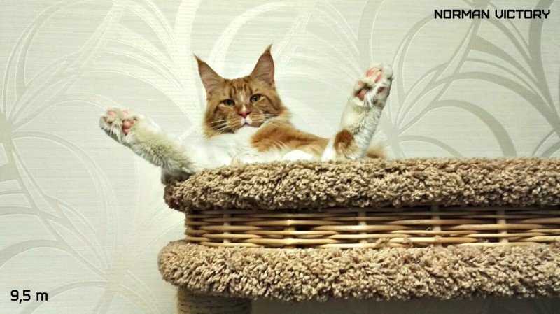 NORMAN VICTORY, 9,5 месяцев